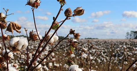 The Xinjiang cotton issue explained: Why shoppers in China are .